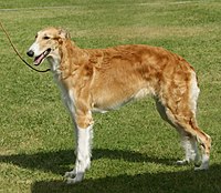 the blind borzoi