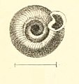 Boston Journal of Natural History, v.7.-Plate 4-fig17-Helix Volvoxis.jpg