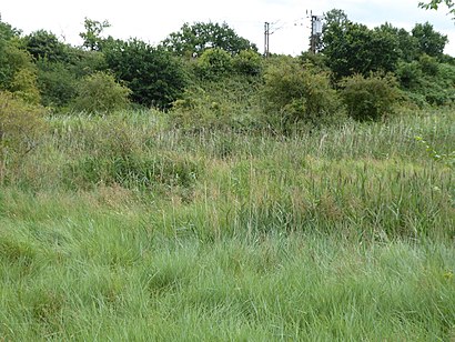 How to get to Bourne Park Reed Beds with public transport- About the place