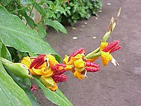 Hedychium horsfieldii