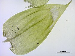 preparaat van gewoon dikkopmos (Brachythecium rutabulum), stengelblad.