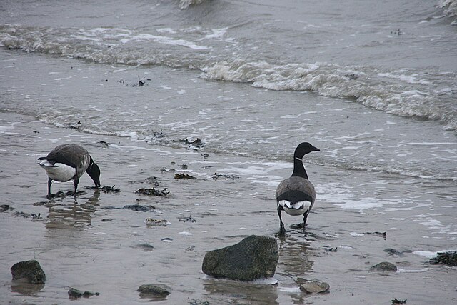 Wintering at the Wadden Sea, Germany