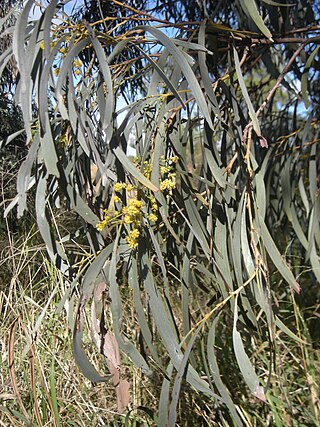 <i>Acacia harpophylla</i> Species of legume