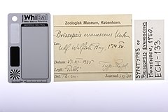 File:Brissopsis evanescens - ECH-000133 label.jpg (Category:Echinodermata in the Natural History Museum of Denmark)