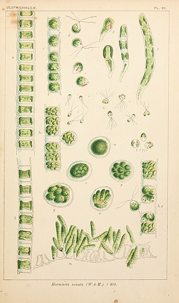 File:British fresh-water algae, exclusive of Desmidieae and Diatomaceae (1882-1884) (20230087750).jpg