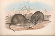 BroadFacedPotoroo.jpg 