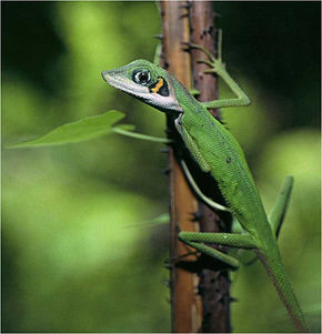 Bildebeskrivelse Bronchocela danieli Great Nicobar Island.jpg.