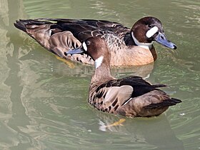 Bronze-winged Duck pair RWD.jpg