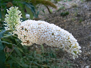 Fortune Salaire Mensuel de Buddleja Albiflora Combien gagne t il d argent ? 1 140 000,00 euros mensuels