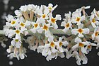 Buddleja fallowiana var. alba flowers.jpg