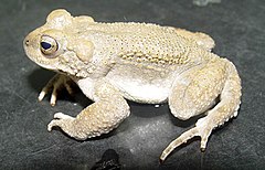 Description de l'image Bufo surdus02.jpg.