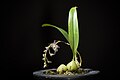 Bulbophyllum lindleyanum