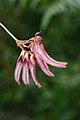 Bulbophyllum melanoglossum