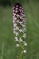 Burnt-tip Orchid - Neotinea ustulata (18336749262).jpg