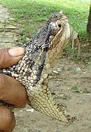Snake fangs Bushmaster Fangs - Flickr - Dick Culbert.jpg