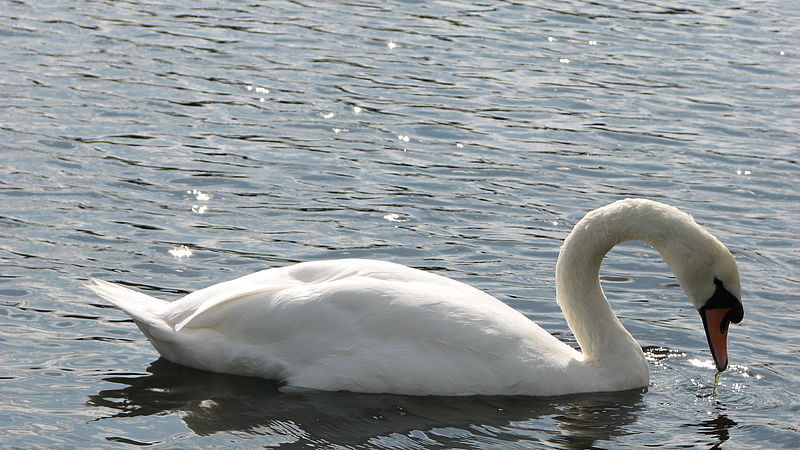 File:Bushy Park (3021085231).jpg