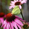 Butterfly ^2 - Flickr - Stiller Beobachter.jpg