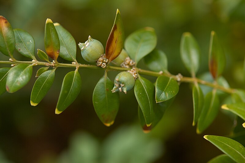 File:Buxus sempervirens B.jpg