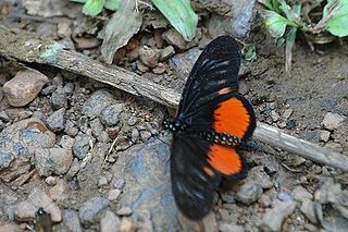 <i>Acraea grosvenori</i> Species of butterfly