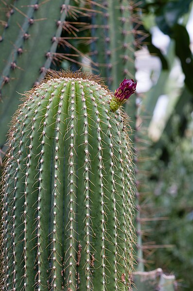 File:Cactaceae Neobuxbaumia polylopha with flower.jpg