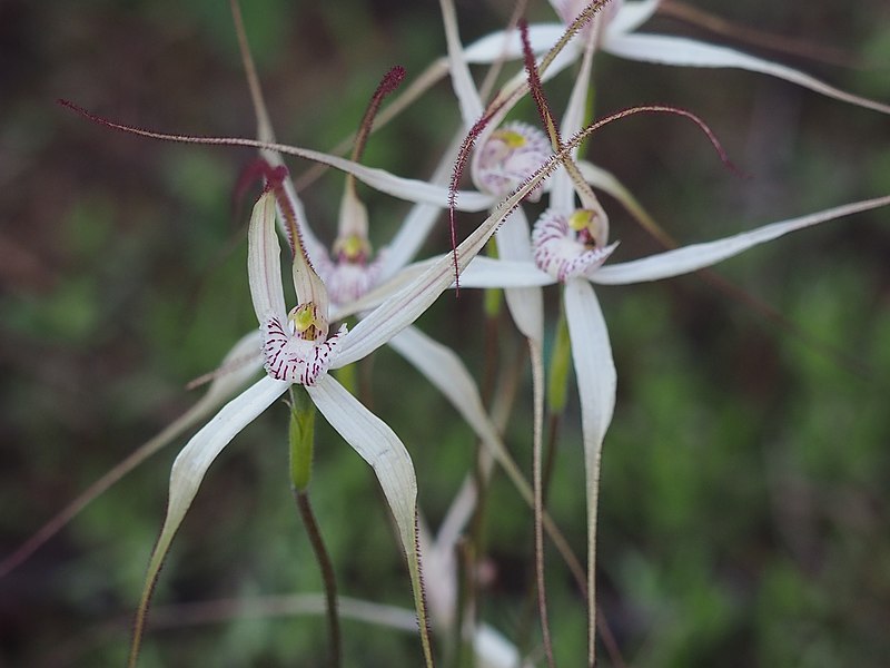 TÌNH YÊU LAN 3 - Page 75 800px-Caladenia_incensum