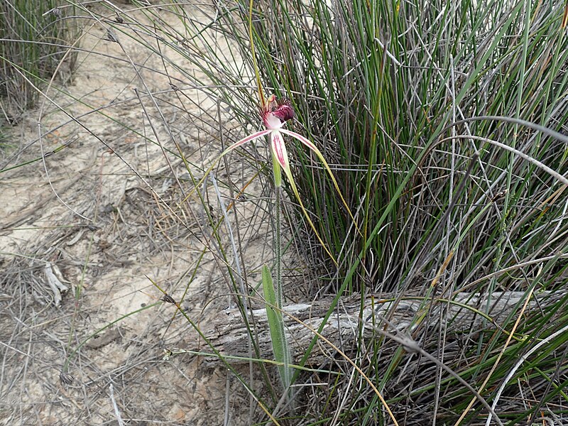 File:Caladenia lorea 02.jpg