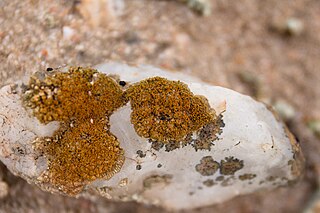 <i>Stellarangia namibensis</i> Species of lichen