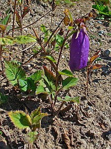 Campanula punctata Habitus