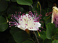 Capparis spinosa (Espagne)