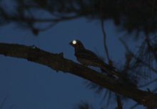 Photo prise de nuit. Sur fond bleu nuit du ciel se découpent en ombres chinoises des aiguilles de pin et une branche sur laquelle est posé un oiseau, dont l'œil renvoie une lumière blanche ronde.