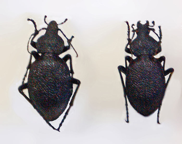 File:Carabidae - Carabus gigas.JPG