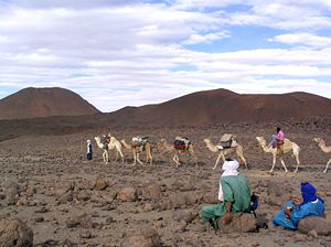 Caravane de chameaux dans le Hoggar.