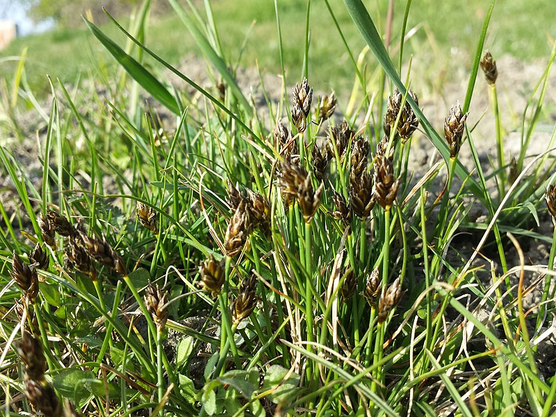 File:Carex stenophylla (subsp. stenophylla) sl64.jpg