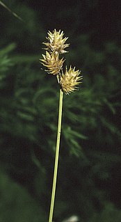 <i>Carex straminea</i> Species of grass-like plant