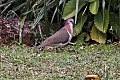 Caribbean Dove (Leptotila jamaicensis) (8082126278).jpg