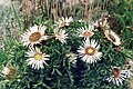 Carlina acaulis subsp. simplex