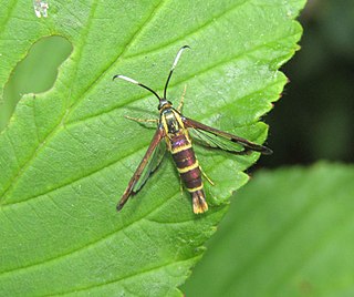 <i>Carmenta bassiformis</i> species of insect