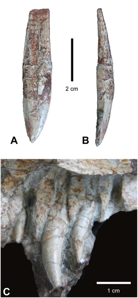 File:Carnufex teeth.png