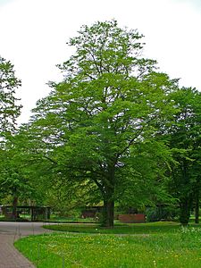 Carpinus betulus Habitus