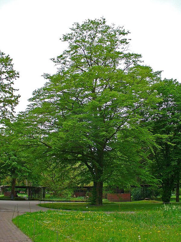 European hornbeam in Germany, during May