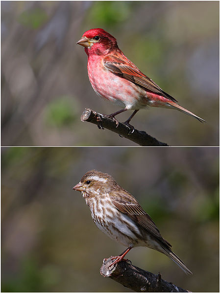 File:Carpodacus purpureus male and female.jpg