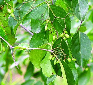 Cassine glauca.jpg