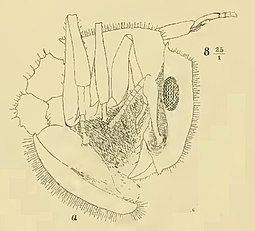 Cataulacus planiceps Cataulacus planiceps Emery 1891 fig 8.jpg