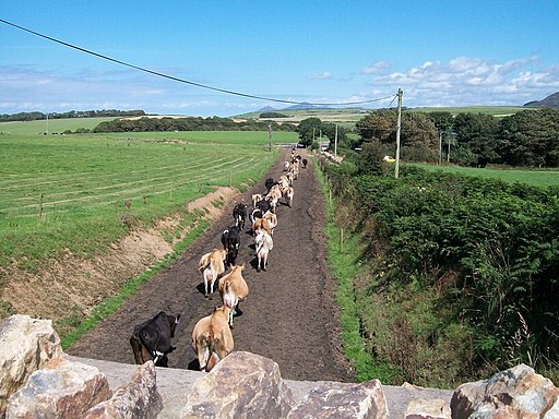 Cattle emerging from the road tunnel - geograph.org.uk - 2009217
