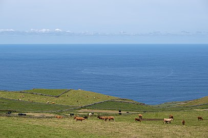 Cattle grazing near Caldeirinha, Graciosa Island, Azores, Portugal