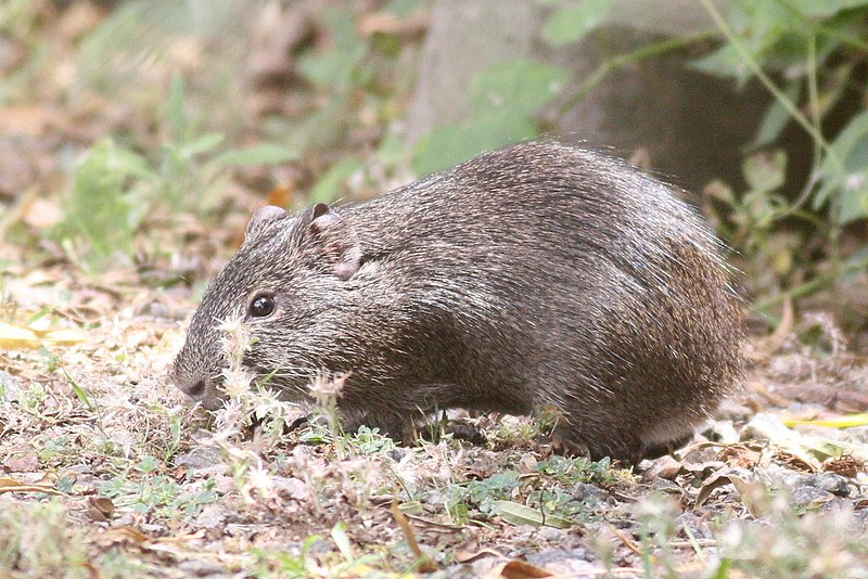 File:Cavia aperea 113365179.jpg