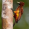 Celeus grammicus - Scaly-breasted woodpecker (female), Manacapuru, Amazonas, Brazil (cropped).jpg