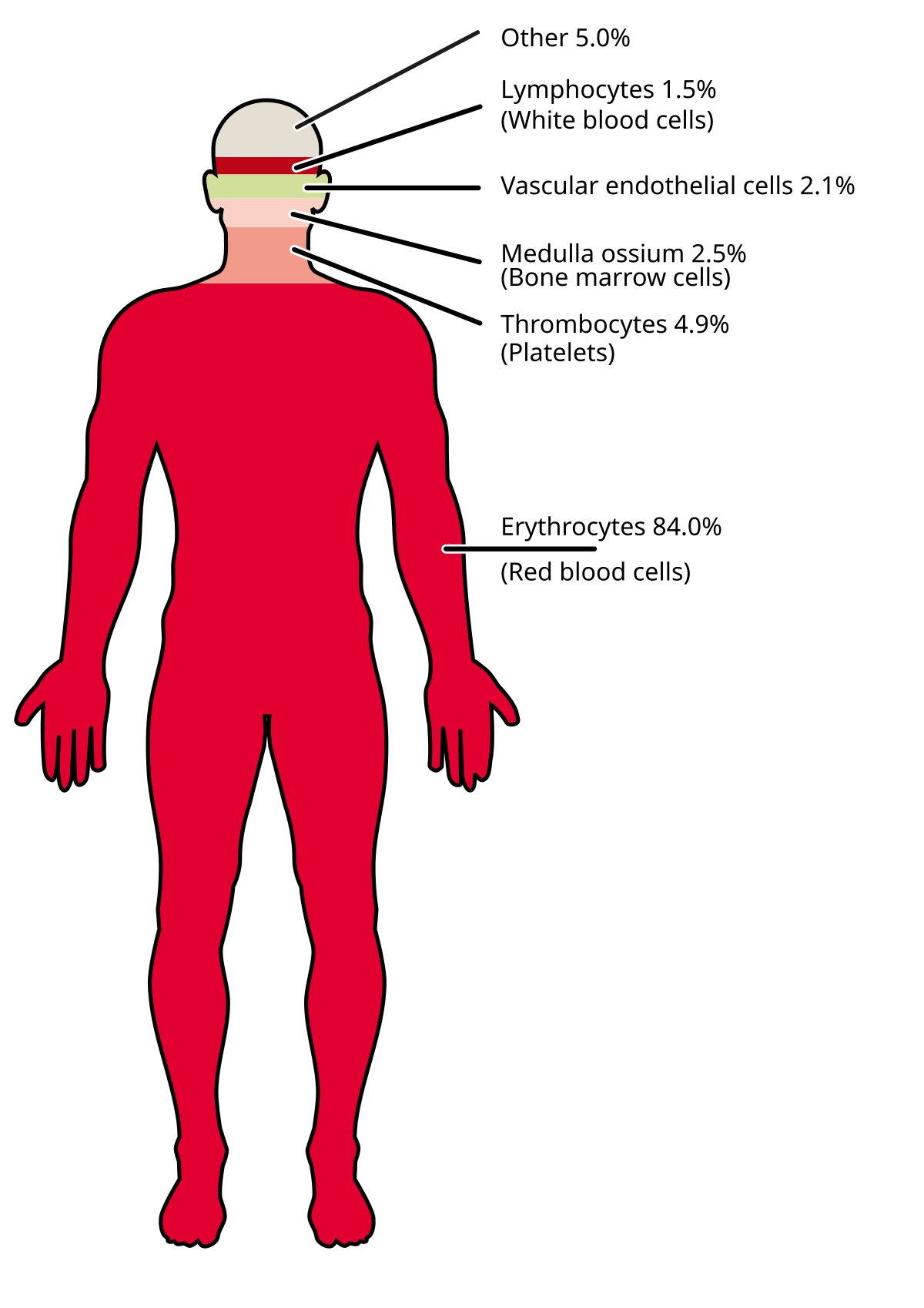 Download File:Cells of the human body by count.svg - Wikimedia Commons