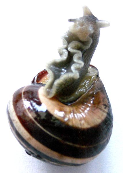 File:Cepaea nemoralis04.jpg