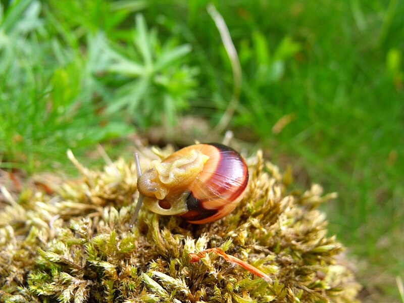 File:Cepaea nemoralis 002.JPG